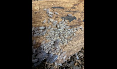 Armadillidium frontirestri - Rhino horned Roller (CB by BugzUK)