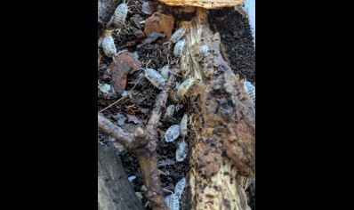 Porcelio laevis 'Dairy cow' - pack of 50! (CB by BugzUK)