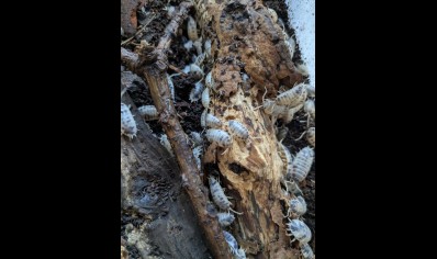 Porcelio laevis 'Dairy cow' - pack of 50! (CB by BugzUK)