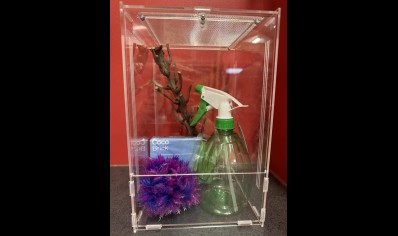 Giant asian praying mantis starter kit