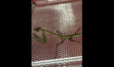 Giant asian praying mantis starter kit