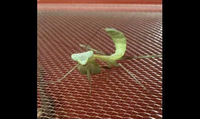 Giant asian praying mantis starter kit