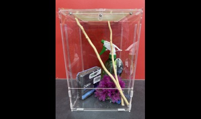Giant asian praying mantis starter kit