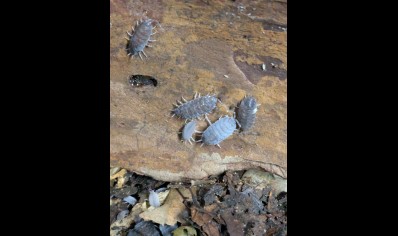 Porcellionides Pruinosus - Powder Blue Isopods (CB by BugzUK)