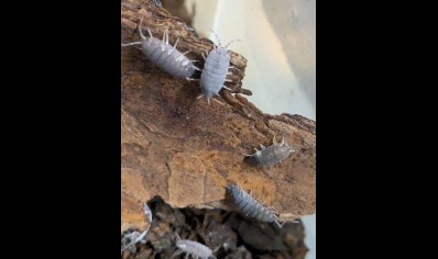 Porcellionides Pruinosus - Powder Blue Isopods (CB by BugzUK)
