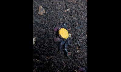 Geosesarma dennerle - Sunshine Vampire Crab 10 left
