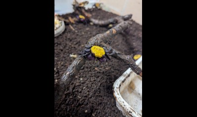 Geosesarma dennerle - Sunshine Vampire Crab 10 left