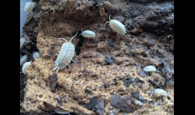 Porcellio laevis 'Crystal White' (CB by BugzUK)