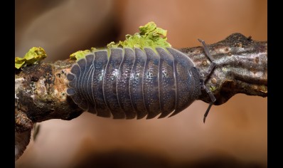 Armadillidium frontirestri - Rhino horned Roller pack of 100! (CB by BugzUK)