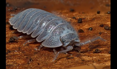 Armadillidium frontirestri - Rhino horned Roller pack of 100! (CB by BugzUK)