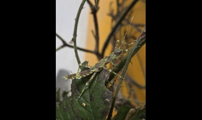 Eurycantha insularis (CB by BugzUK)