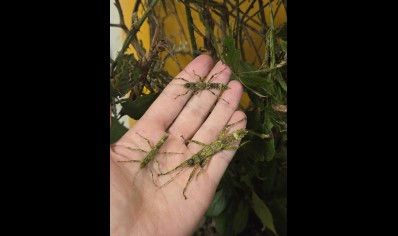 Eurycantha insularis (CB by BugzUK) PACK OF 5 SMALL/MEDIUM 