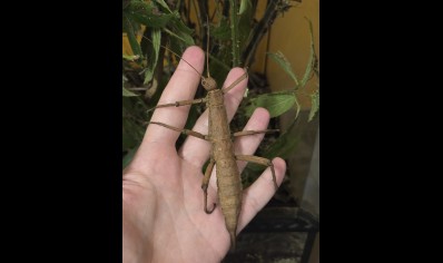 Eurycantha insularis (CB by BugzUK) PACK OF 5 SMALL/MEDIUM 