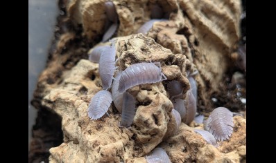 Porcellio incanus baeticensis - 'Violet' isopods (CB by BugzUK)