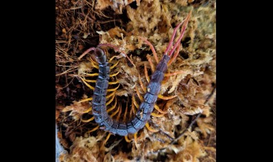 Alipes grandidieri - Feather Tailed Centipede