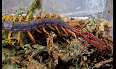 Alipes grandidieri - Feather Tailed Centipede