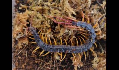 Alipes grandidieri - Feather Tailed Centipede