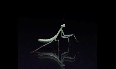 Hierodula chinensis - Chinese reddish mantis CB