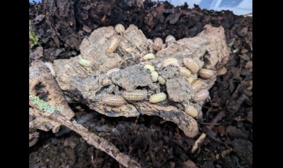 Armadillidium Vulgare - Gem Mix (CB by BugzUK)