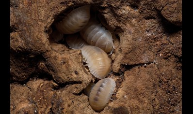 Cubaris murina Glacier - Glacier Isopods (CB by BugzUK)