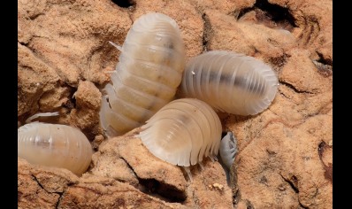 Cubaris murina Glacier - Glacier Isopods (CB by BugzUK)