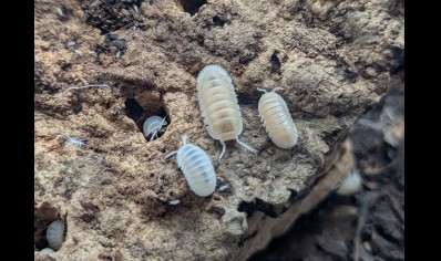 Cubaris murina Glacier - Glacier Isopods (CB by BugzUK)