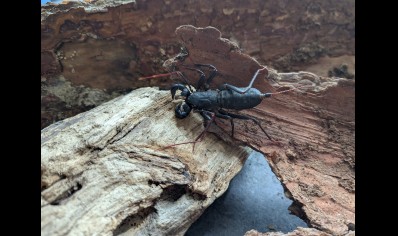 Typopeltis guangxiensis - Guangxi Vinegaroon
