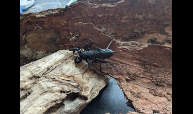 Typopeltis guangxiensis - Guangxi Vinegaroon