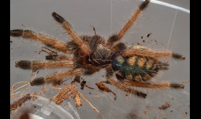 Amazonius burgessi - Colombian Tree Spider CB 2 left