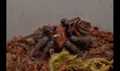 Davus pentaloris - Mexican Tiger Rump CB 5 left