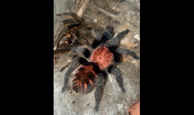 Davus pentaloris - Mexican Tiger Rump CB 5 left