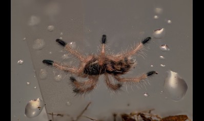 Avicularia minatrix - Red Stripe Pink Toe CB 2 left