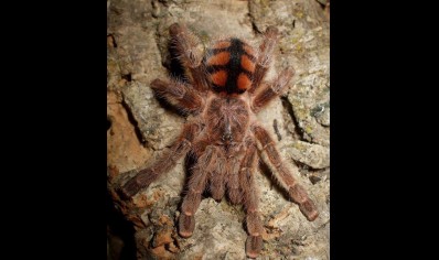 Avicularia minatrix - Red Stripe Pink Toe CB 2 left