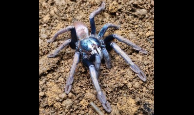 Cilantica devamatha - Psychedelic Earth Tiger CB 2 left