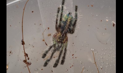 Ybyrapora diversipes - Amazon Sapphire Pink Toe CB 1 left