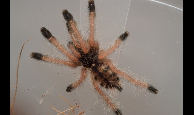 Avicularia juruensis M2 - Purple Pink Toe CB 10 left