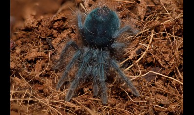 Phormictopus atrichomatus - Red Island Birdeater CB 8 left