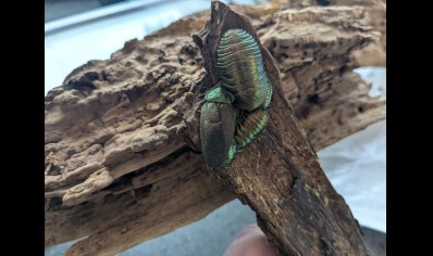 Pseudoglomeris magnifica - Emerald Cockroach (CB by BugzUK) sold in packs of 4