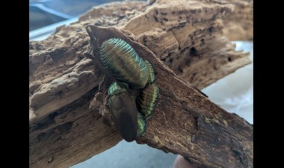 Pseudoglomeris magnifica - Emerald Cockroach (CB by BugzUK) sold in packs of 4