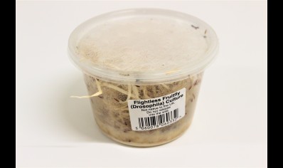 Drosophila hydei - Fruit Fly Cultures