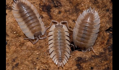 Trachelipus Trilobatus - Trilobite Isopod (CB by BugzUK)
