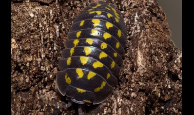 Armadillidium gestroi - Giant Yellow Spotted Isopod (CB by BugzUK)