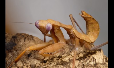 Rhombodera kirbyi - Timor Shield Mantis L6/L7 Sexed pair CB