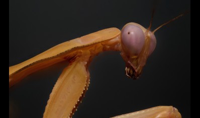 Rhombodera kirbyi - Timor Shield Mantis L6/L7 Sexed pair CB