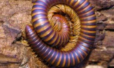 Analocostreptus amandus - Madagascan yellow Stripe Train
