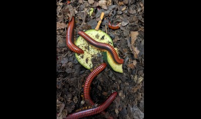 Aphistogoniulus corralipes - Madagascan Fire Millipede - PACK OF 5
