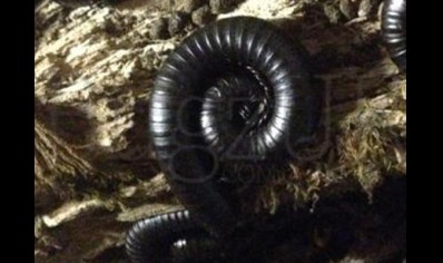 Spirostreptus fasciatus - Madagascan black leg - PACK OF 5