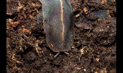 Laevicaulis alte - Tropical Leatherleaf Slug Juveniles (CB by BugzUK)