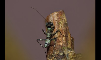 Theopompa servillei - Asian Bark Mantis CB