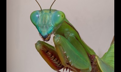 Hierodula majuscula - Giant Rainforest Mantis L5/L6 Sexed pair CB